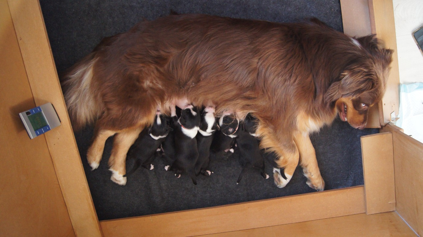 Chiot Berger Australien Ombrelys