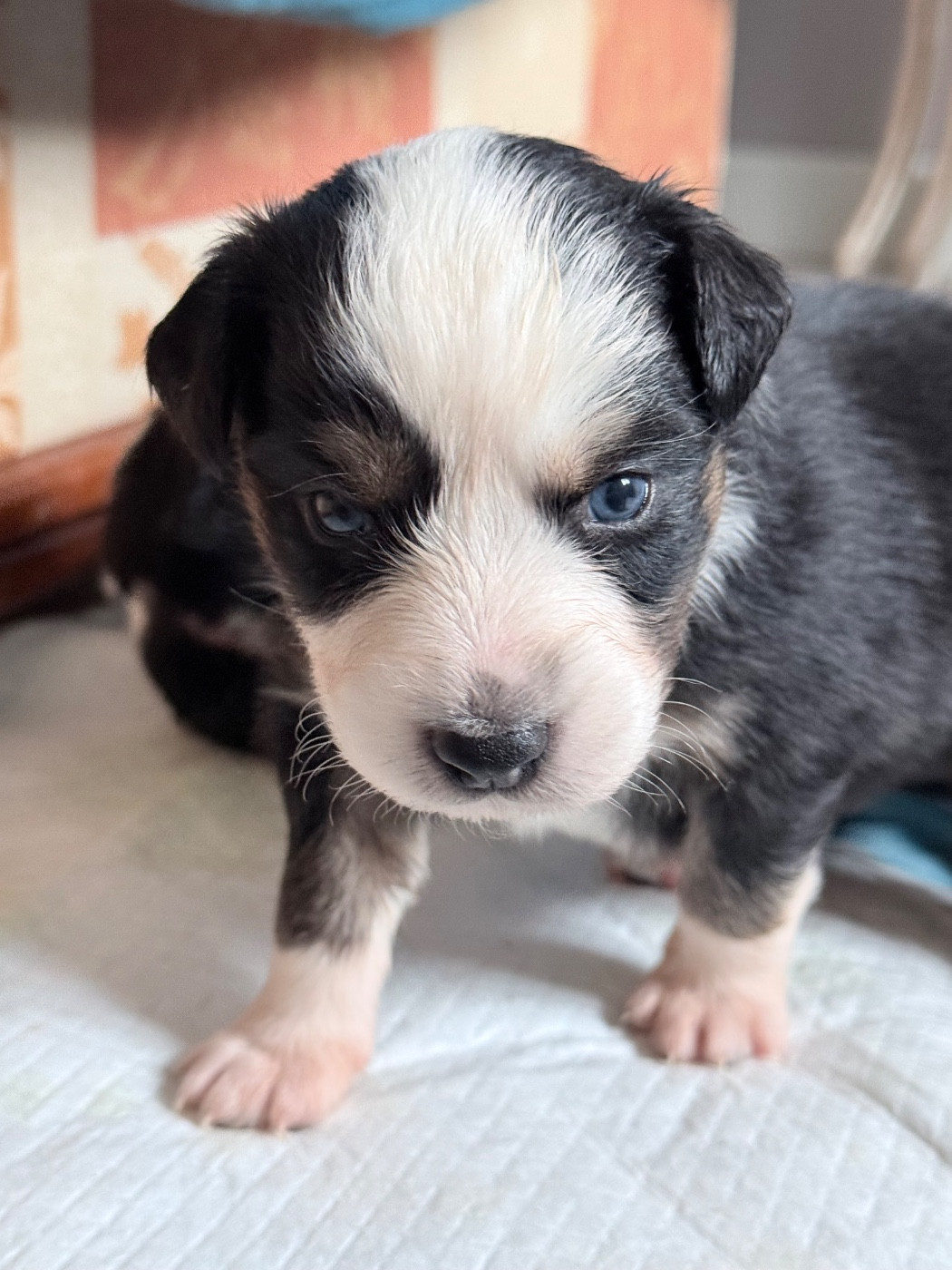 Ombrelys - Chiots disponibles - Berger Australien