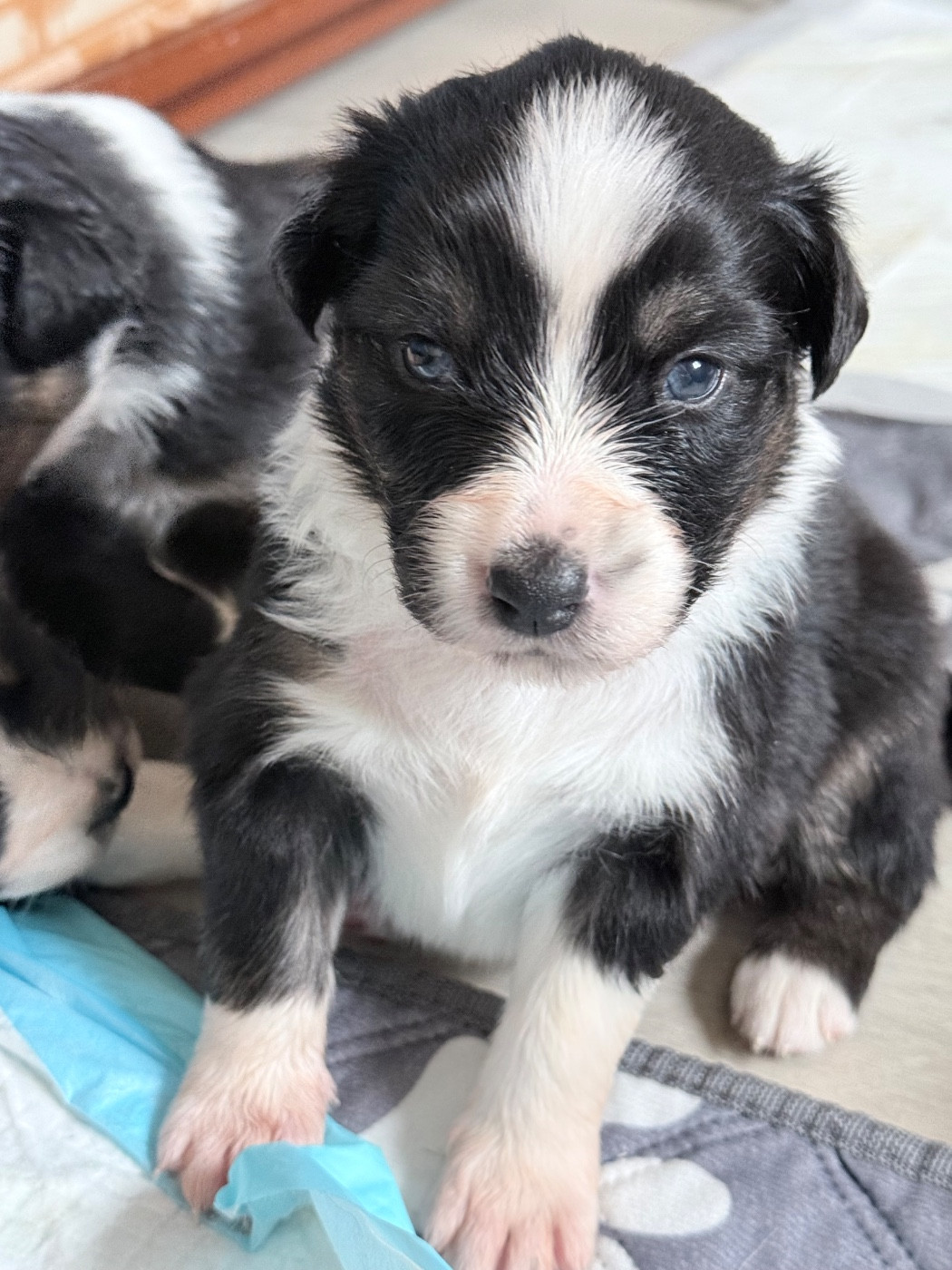 Ombrelys - Chiots disponibles - Berger Australien