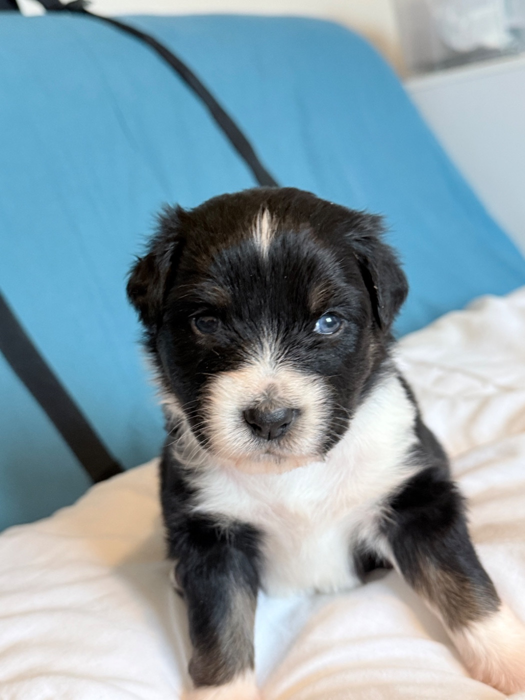 Ombrelys - Chiots disponibles - Berger Australien