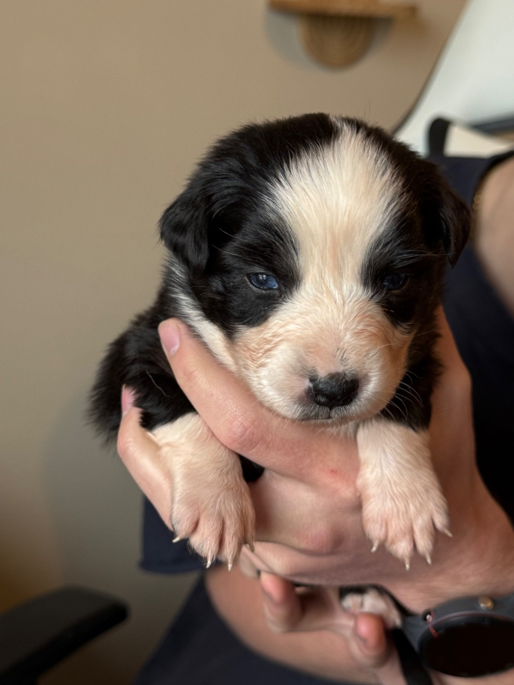 Ombrelys - Chiots disponibles - Berger Australien