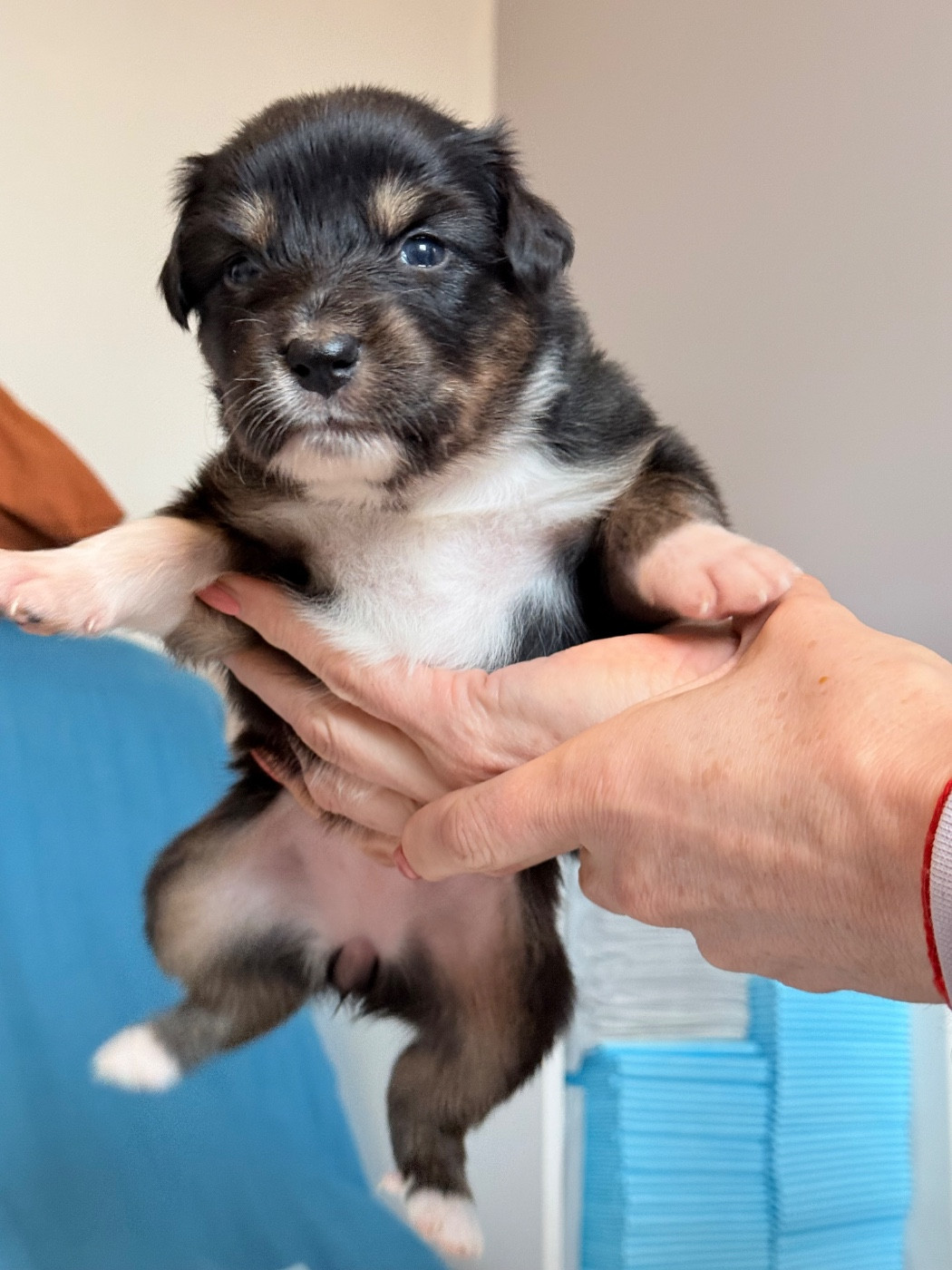 Ombrelys - Chiots disponibles - Berger Australien