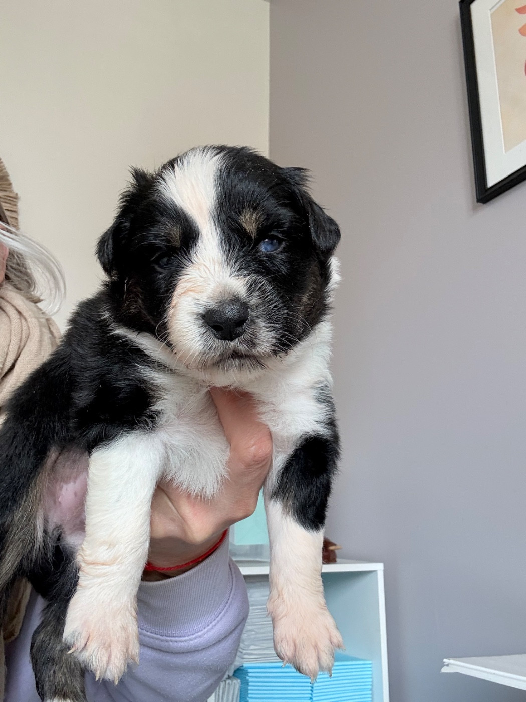 Ombrelys - Chiots disponibles - Berger Australien