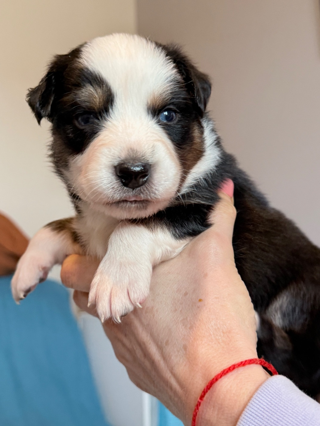 Ombrelys - Chiots disponibles - Berger Australien