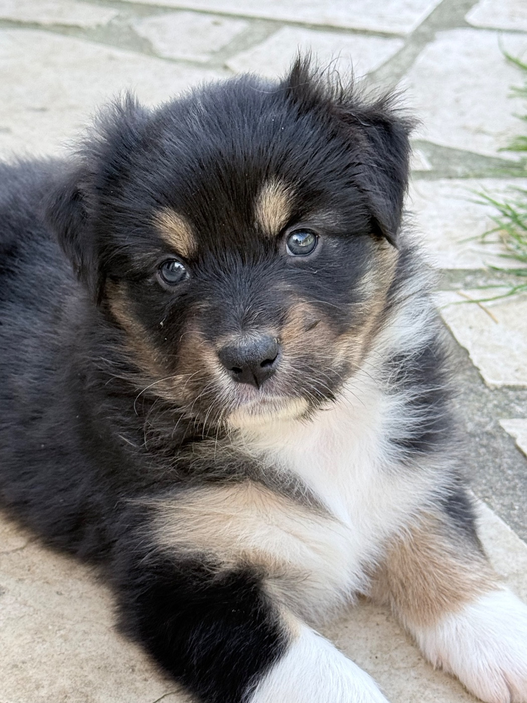 Ombrelys - Chiots disponibles - Berger Australien