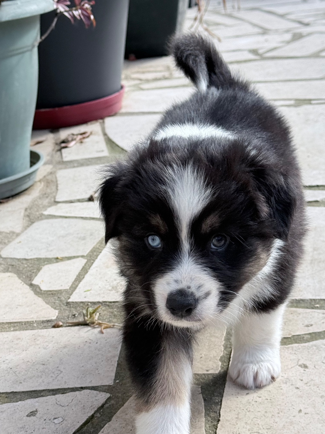 Ombrelys - Chiots disponibles - Berger Australien