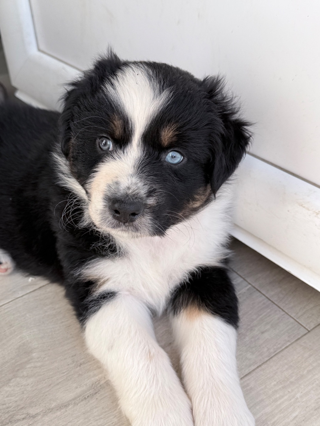 Ombrelys - Chiots disponibles - Berger Australien