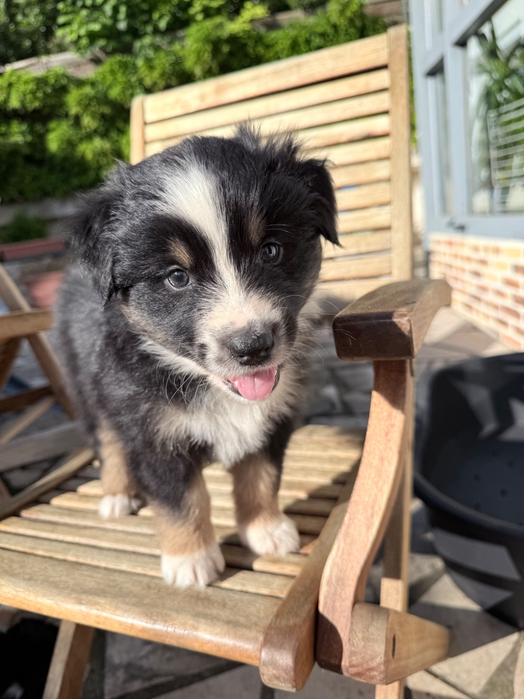 Ombrelys - Chiots disponibles - Berger Australien